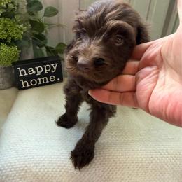 Hershey - Brown female Bernedoodle puppy in Hackleburg, Alabama from The Doodle Patch
