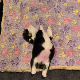 Blue collar - Black and tan male Pembroke Welsh Corgi puppy in Grass Valley, California from Triple M Ranch Corgi's