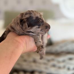 Timber - Chocolate merle male Bernedoodle puppy in Fort Collins, Colorado from Front Range Family Doodles