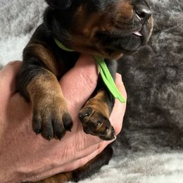 Boy 2 - Black and rust Doberman Pinscher puppy in West Farmington, Ohio from JM Dobermans