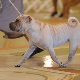 Chinese Shar-Pei from Xu-Fei Chinese Shar-Pei