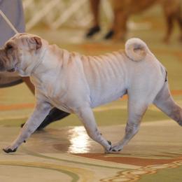 Chinese Shar-Pei from Xu-Fei Chinese Shar-Pei