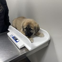 Anatolian Shepherd Dog Puppies from Smithville Hay Livestock Guardian Dogs