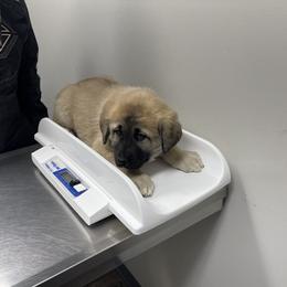 Anatolian Shepherd Dog Puppies from Smithville Hay Livestock Guardian Dogs