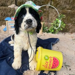 Cordelia - Black white and tan female English Springer Spaniel puppy in Cookeville, Tennessee from Krossroads Kennel