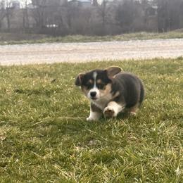 Boy 5 - Black and white male American Corgi puppy in Payson, Illinois from Creek Farm Corgis