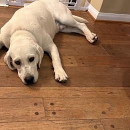 Labrador Retriever All Grown Up from Loving Puppy House