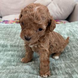 Teacup girl - Red  female Poodle puppy in Maricopa, Arizona from La Petite poodle