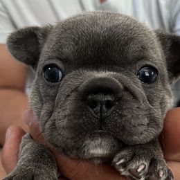 Girl 2 - French Bulldog puppy in Florida from Posh Puppies