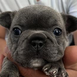 Girl 2 - French Bulldog puppy in Florida from Posh Puppies