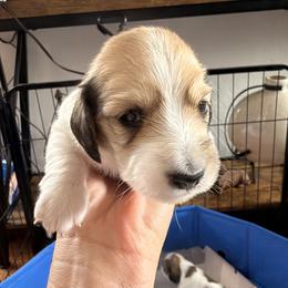 Dachshund Puppies from Dianna Eaves