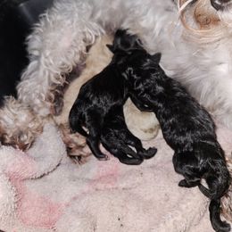 Girl 1 - Cream female Maltipoo puppy in Arkansas from Brew House