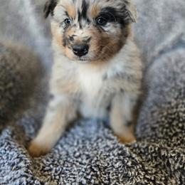 Boy 6 - Blue merle male Australian Shepherd puppy in New Tazewell, Tennessee from D&D Australian Shepherds