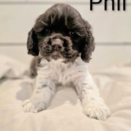 Phil - Brown and white male Cocker Spaniel puppy in Perry, Arkansas from Parker's Cockapoos