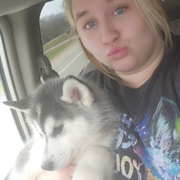 Siberian Husky Puppies from Spirit of the Moon Siberians