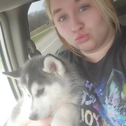 Siberian Husky Puppies from Spirit of the Moon Siberians