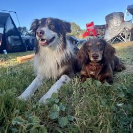 Dachshund All Grown Up from Dix n’ Dot Dachshunds