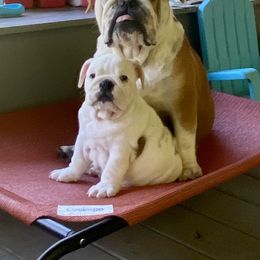 Bulldog Puppies from Jodi's Bulldogs
