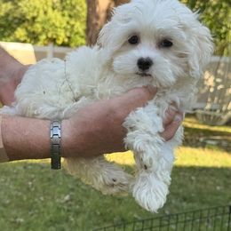 Girl - White female Maltipoo puppy in Buffalo, New York from Debra Stacey's Maltipoo Puppies