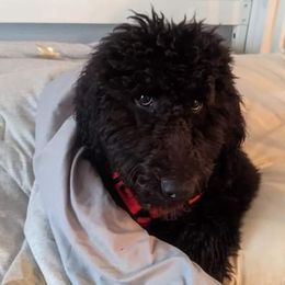 Goldendoodle and Poodle Puppies from Hatten Homestead Doodles