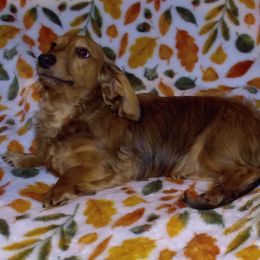 AKC - Jethro - 1900 - Chocolate and cream male Dachshund puppy in Albertville, Alabama from Jana Rae's