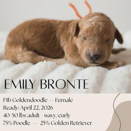 Emily Brontë - Red  female Goldendoodle puppy in Wilson, North Carolina from Cedar Creek Doodles