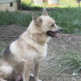 Togo - Pomsky