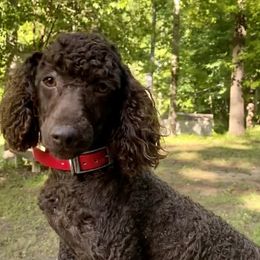 Simon - Aussiedoodle