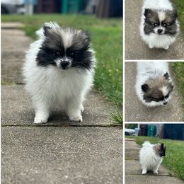 Pomeranian Puppies from Precious Paws by Jai