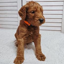 Rainier - Apricot male Goldendoodle puppy in Everett, Washington from Big Top Doodles