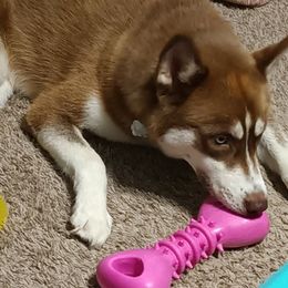 Siberian Huskies from Lesley Smith's Huskies