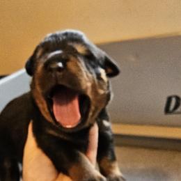 Princess Vom Hause Pragacz - Black and mahogany female Rottweiler puppy in Bartonsville, Pennsylvania from Karol's Rottweilers