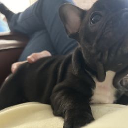 French Bulldog Puppies from Paw and Oates