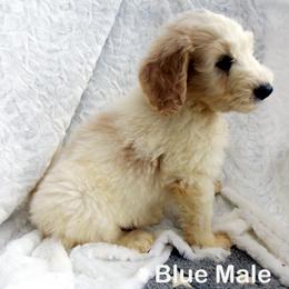 Goldendoodle Puppies from Shelby Doodles