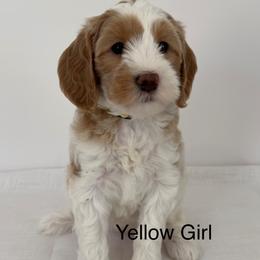 Girl 1 - Parti female Australian Cobberdog puppy in Grand Rapids, Michigan from Joreese Australian Cobberdogs