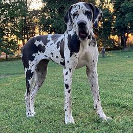 Billi - Harlequin female Great Dane puppy in Sac City, Iowa from Northern Great Danes of Colorado & Iowa