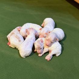 Girl 2 - Parti female Poodle puppy in Dunn, North Carolina from Sandy Creek Kennels