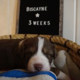 Australian Shepherd Puppies from Kelly Krew Aussies