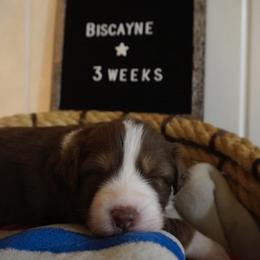 Australian Shepherd Puppies from Kelly Krew Aussies