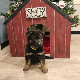Yellow collar - Black and tan male German Shepherd puppy in Ramsey, Illinois from Haus-Farr German Shepherds