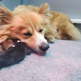 French Bulldog and Pembroke Welsh Corgi Puppies from McFadden's Corgis and Frenchies