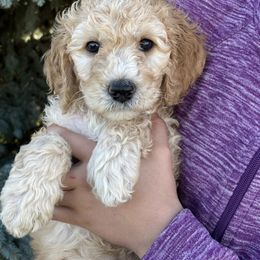 Hanz - Cream male Poodle puppy in Caldwell, Idaho from Treasure Valley Poodles