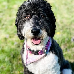 Molly - Bernedoodle