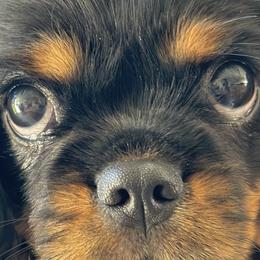 Cavalier King Charles Spaniels from Aim High Kings Charles Cavaliers