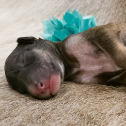 Silken Windhound Puppies from Silken Agents of CSBeck