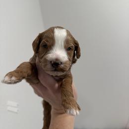 Honey - Red  female Goldendoodle puppy in Las Vegas, Nevada from Bridges Goldendoodles