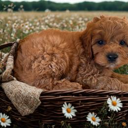 Blue collar - Red male Cockapoo puppy in Wesson, Mississippi from Southern Country Doodles
