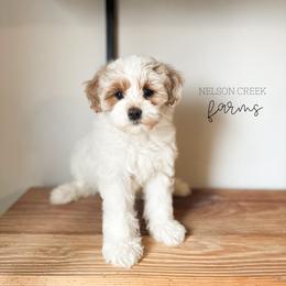 Leprechaun - Parti male Maltipoo puppy in Huntsville, Texas from Nelson Creek Farms