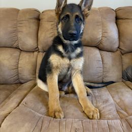 German Shepherd Puppies from Southern Lakes German Shepherds