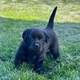 Girl 1 - Black female Labrador Retriever puppy in Spokane, Washington from Learn's Labs